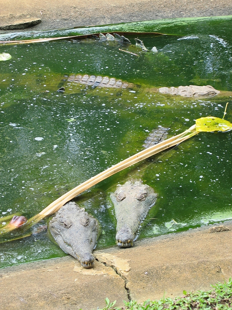 122 Cairns Tropical Zoo.jpg